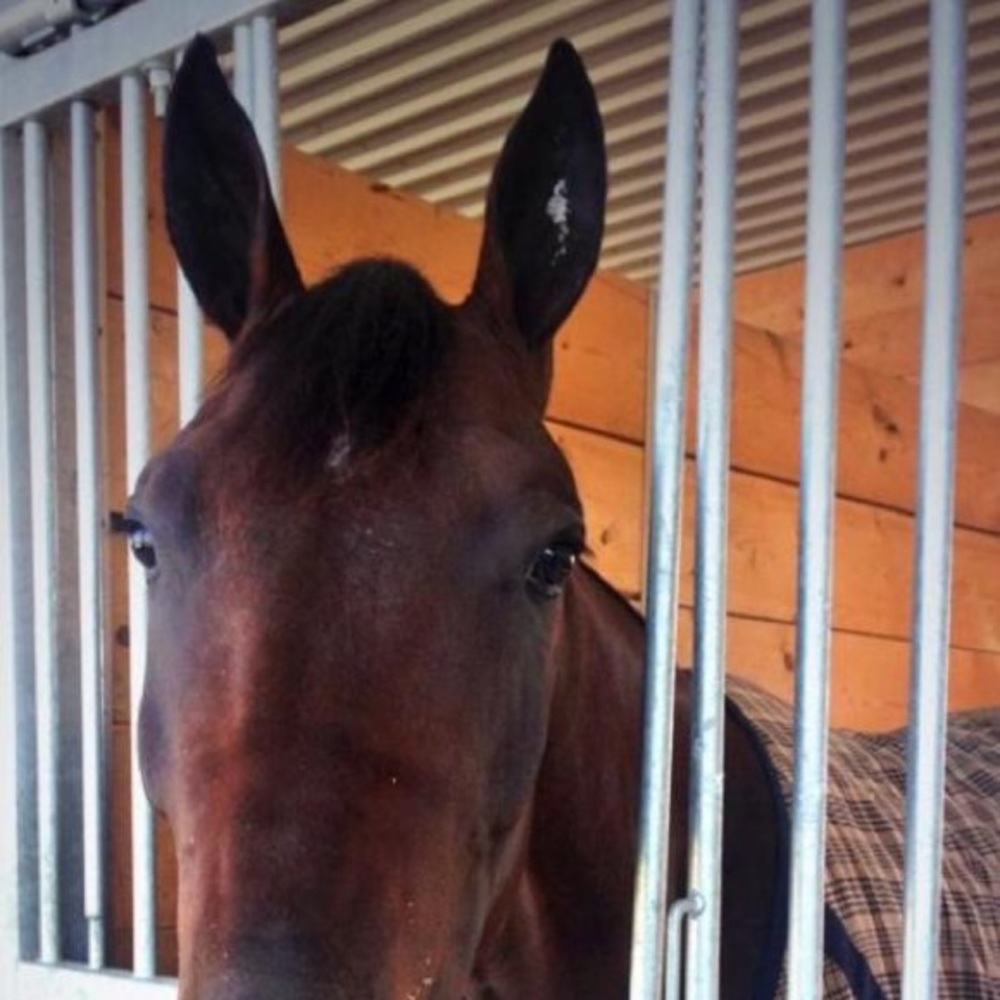 Meet your Posher, Amy